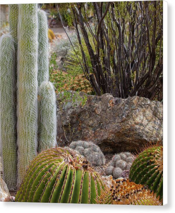 Cacti III Closeup - Canvas Print