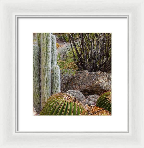 Cacti III Closeup - Framed Print