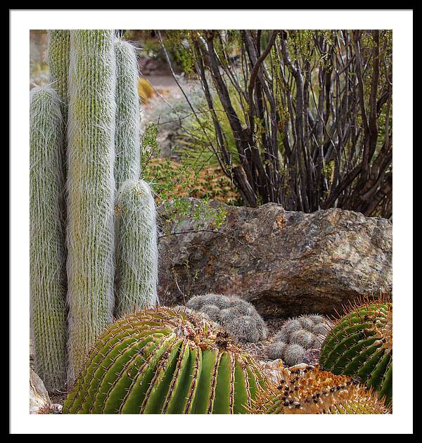 Cacti III Closeup - Framed Print