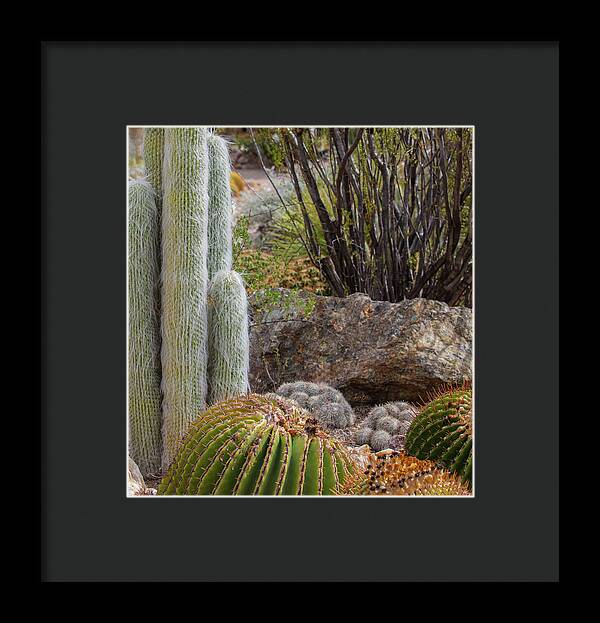 Cacti III Closeup - Framed Print