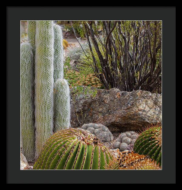 Cacti III Closeup - Framed Print