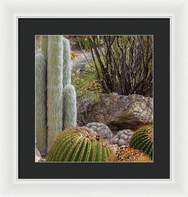Cacti III Closeup - Framed Print