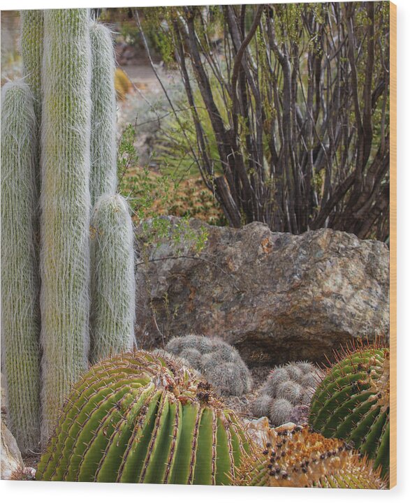 Cacti III Closeup - Wood Print
