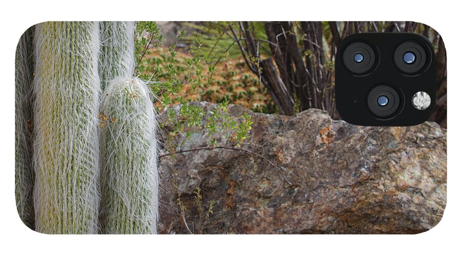 Cacti III Closeup - Phone Case