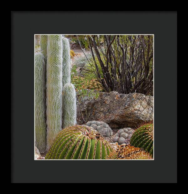 Cacti III Closeup - Framed Print