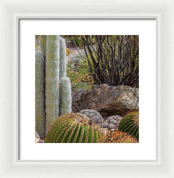 Cacti III Closeup - Framed Print