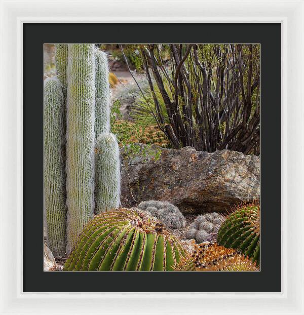 Cacti III Closeup - Framed Print