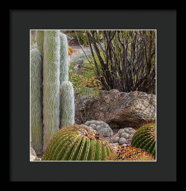 Cacti III Closeup - Framed Print