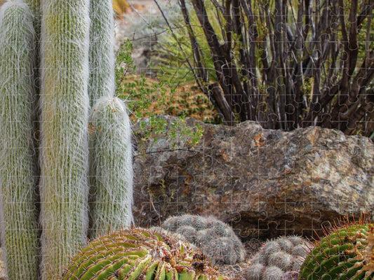 Cacti III Closeup - Puzzle