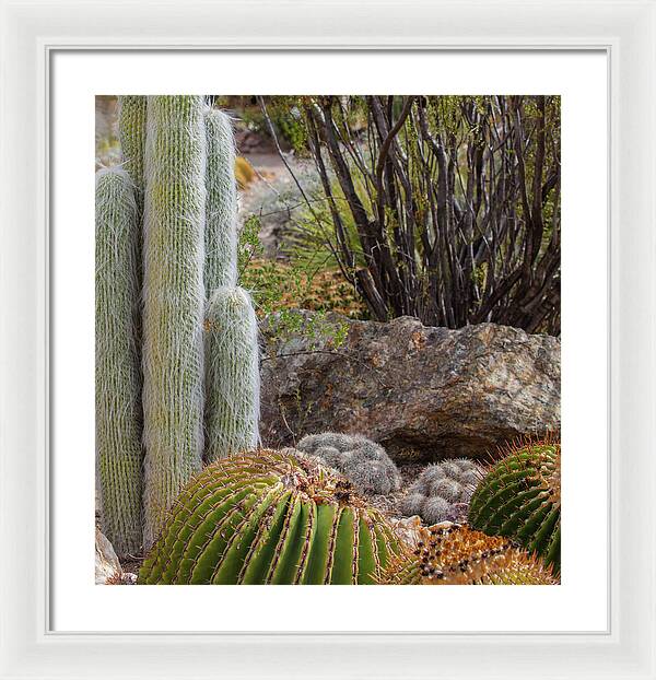 Cacti III Closeup - Framed Print