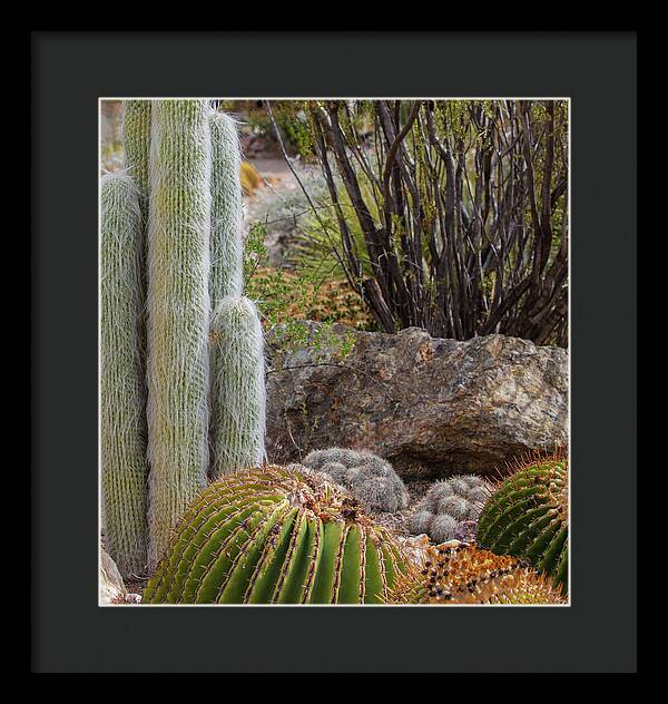 Cacti III Closeup - Framed Print