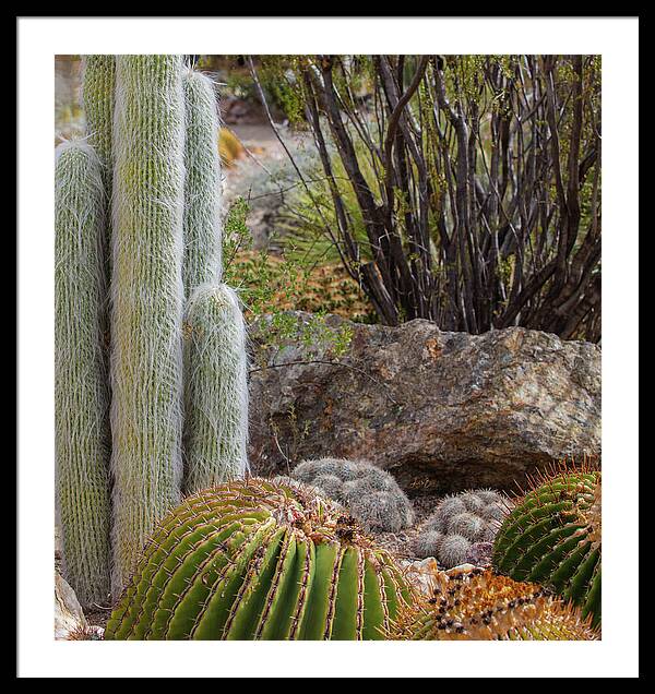 Cacti III Closeup - Framed Print