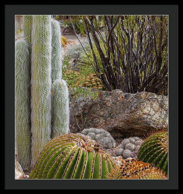 Cacti III Closeup - Framed Print