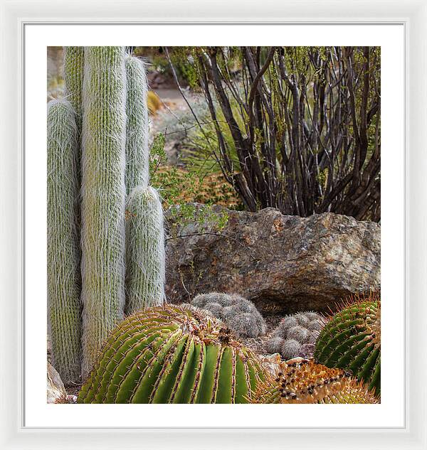 Cacti III Closeup - Framed Print