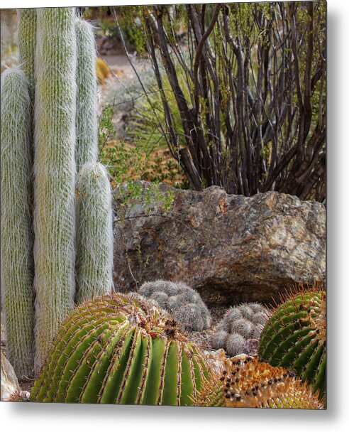 Cacti III Closeup - Metal Print