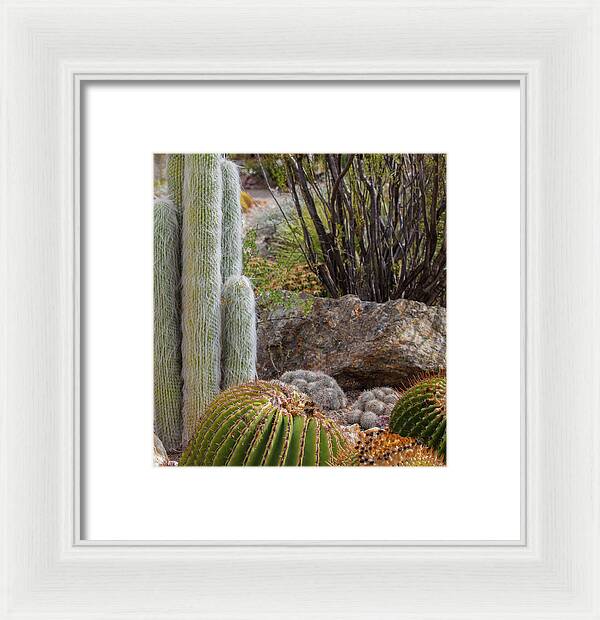 Cacti III Closeup - Framed Print