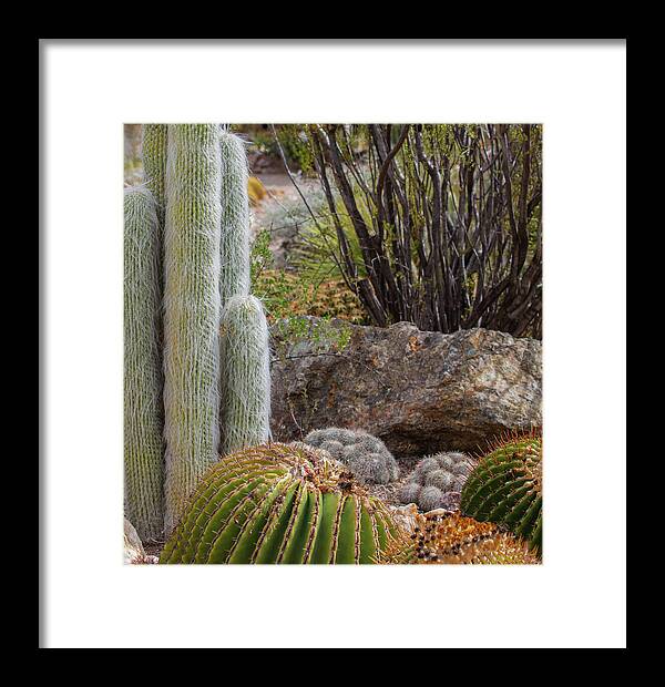 Cacti III Closeup - Framed Print