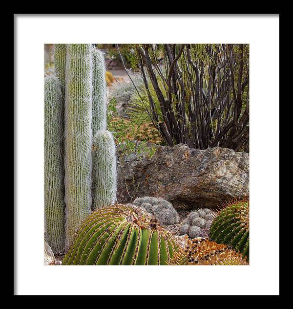 Cacti III Closeup - Framed Print