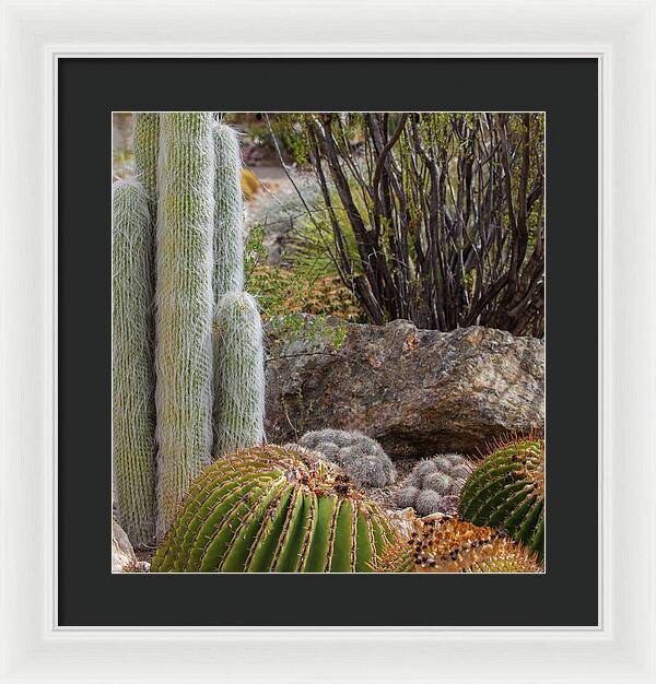 Cacti III Closeup - Framed Print