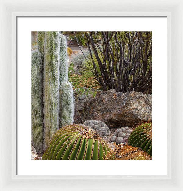 Cacti III Closeup - Framed Print