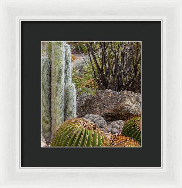 Cacti III Closeup - Framed Print