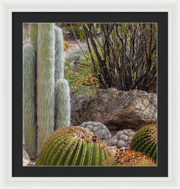 Cacti III Closeup - Framed Print