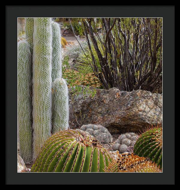 Cacti III Closeup - Framed Print