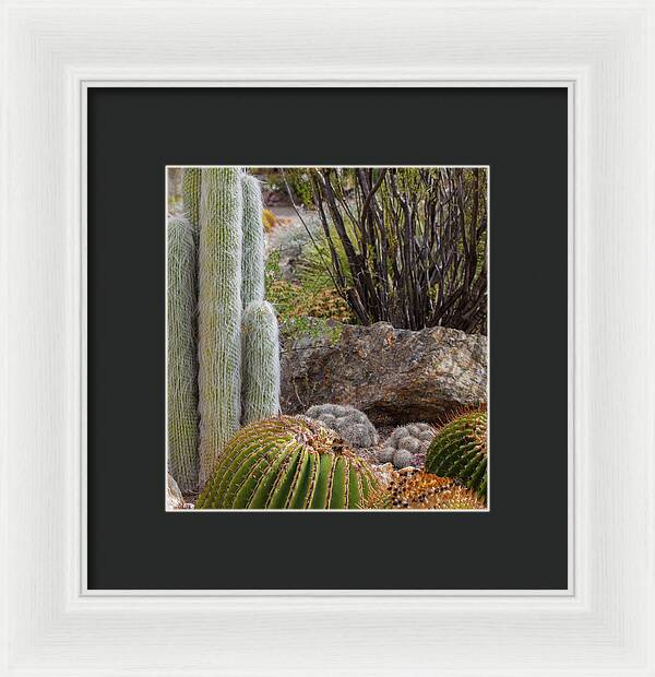 Cacti III Closeup - Framed Print