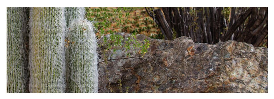 Cacti III Closeup - Yoga Mat