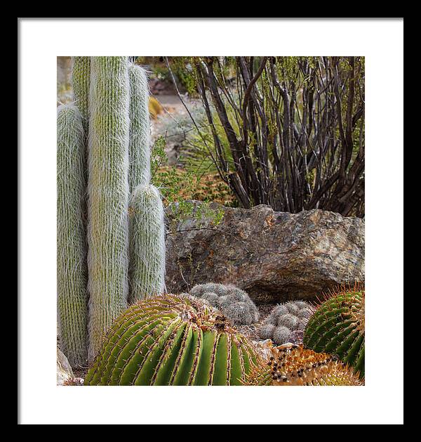 Cacti III Closeup - Framed Print