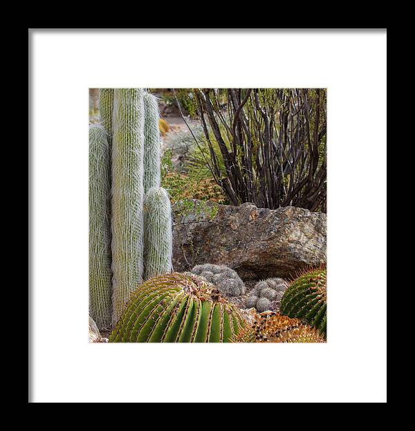 Cacti III Closeup - Framed Print