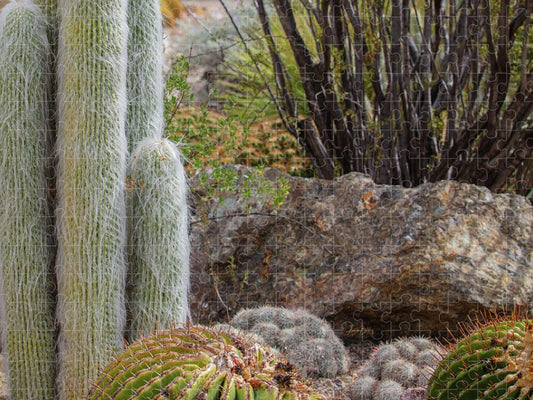 Cacti III Closeup - Puzzle