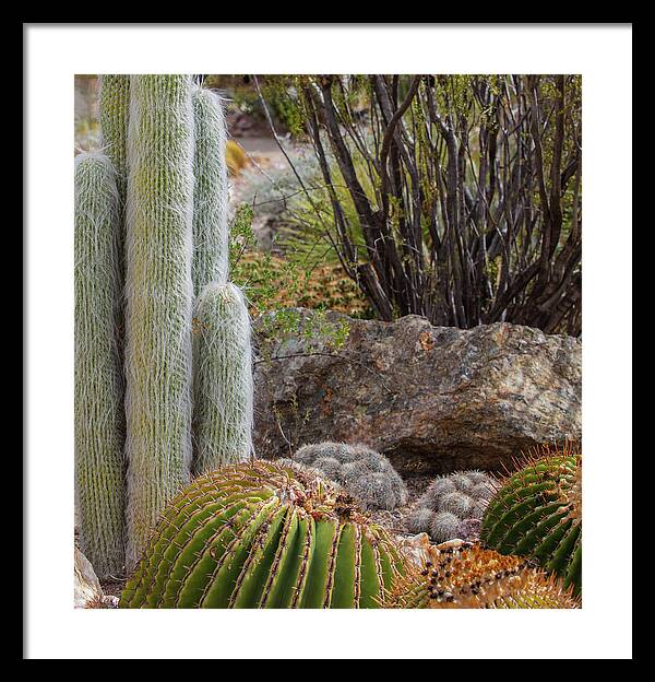 Cacti III Closeup - Framed Print