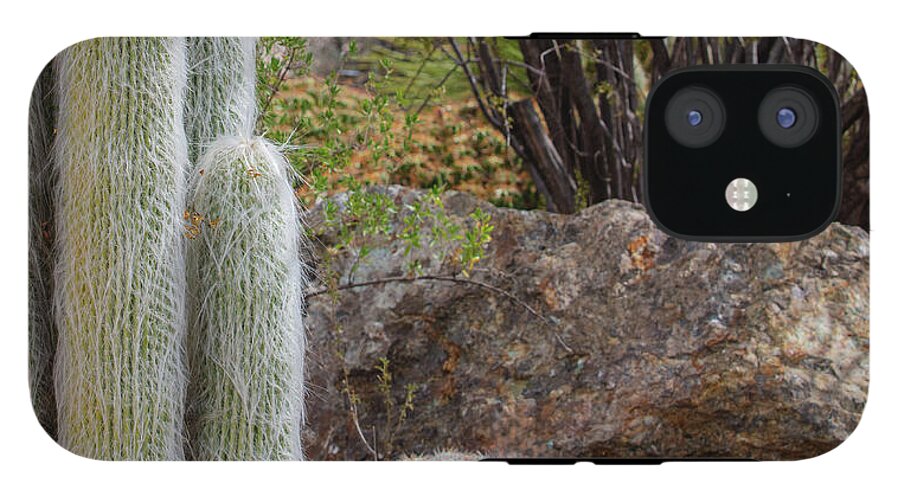 Cacti III Closeup - Phone Case