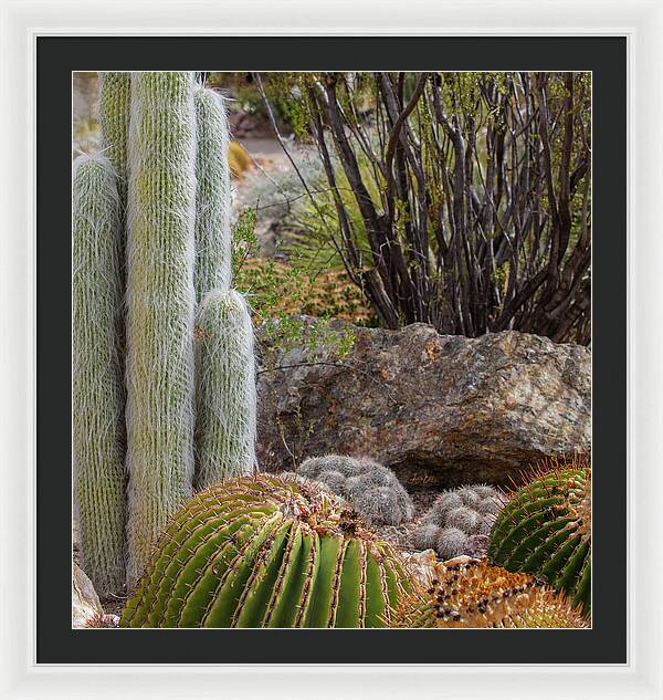 Cacti III Closeup - Framed Print