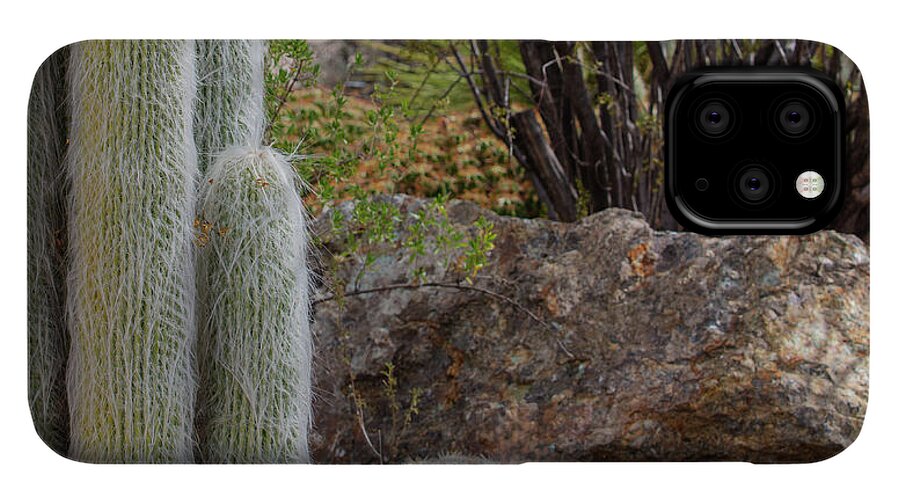 Cacti III Closeup - Phone Case