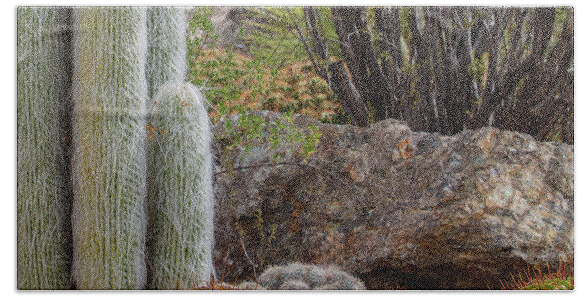 Cacti III Closeup - Beach Towel