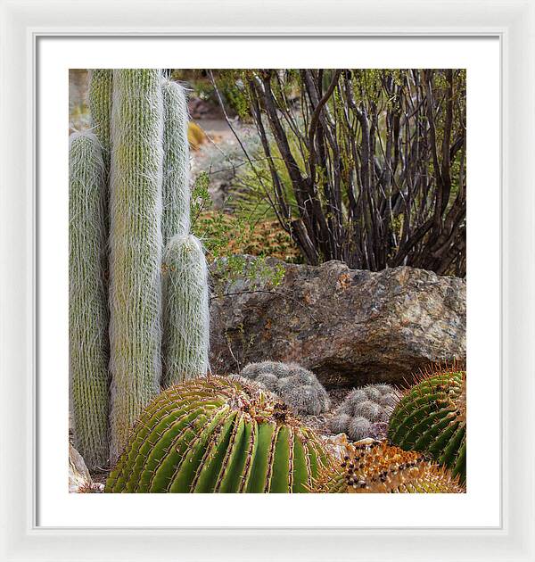 Cacti III Closeup - Framed Print