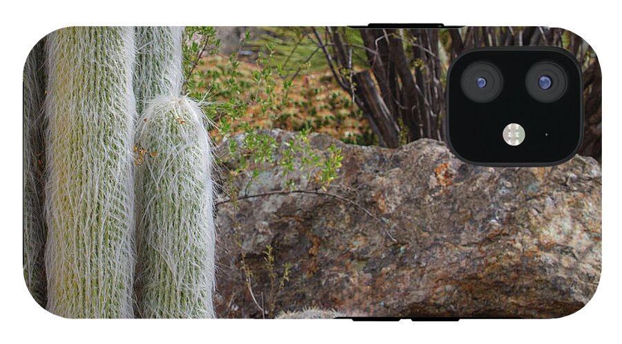 Cacti III Closeup - Phone Case