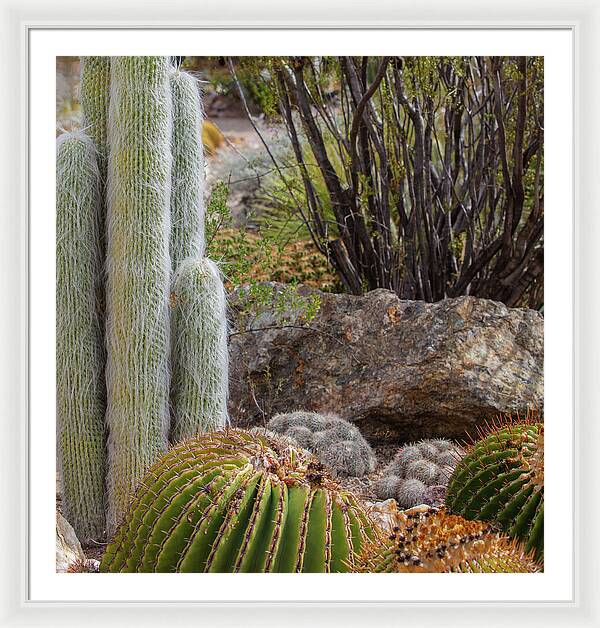 Cacti III Closeup - Framed Print