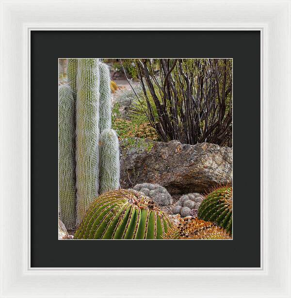 Cacti III Closeup - Framed Print