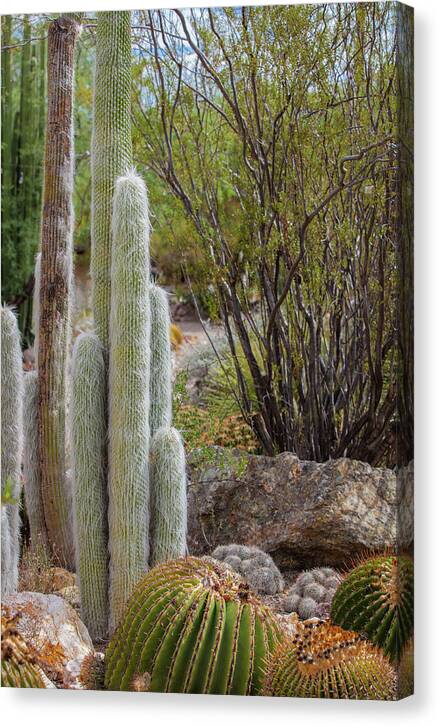 Cacti III - Canvas Print