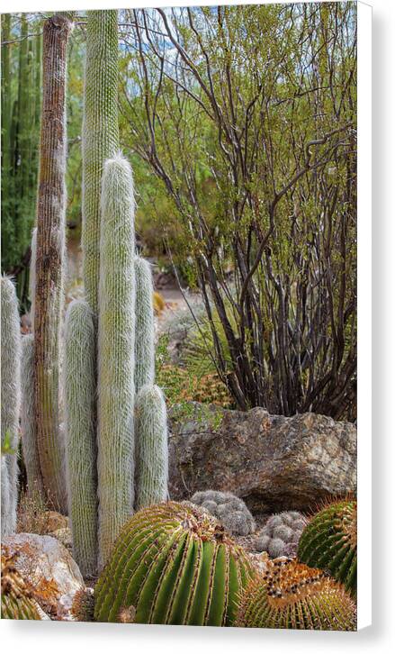 Cacti III - Canvas Print