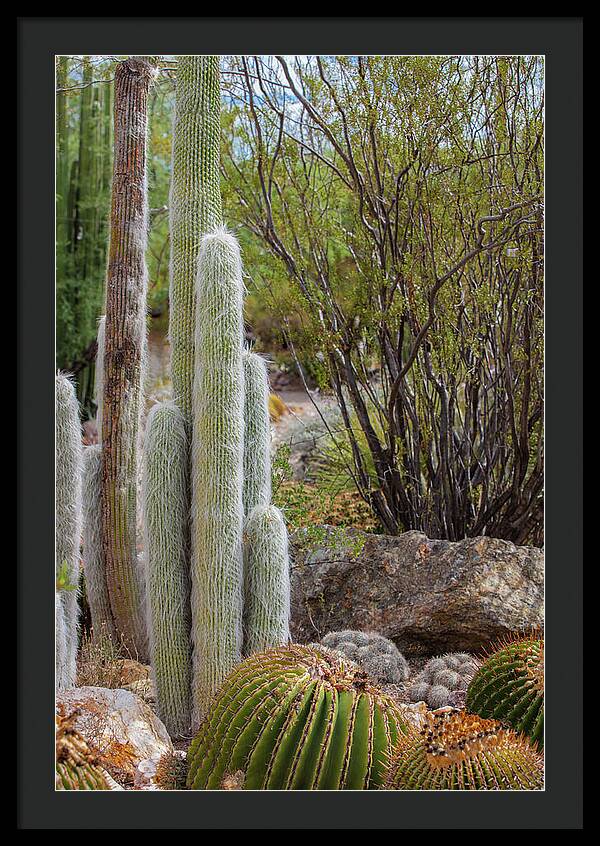 Cacti III - Framed Print
