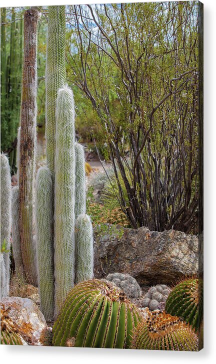 Cacti III - Acrylic Print