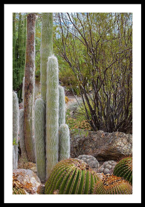 Cacti III - Framed Print