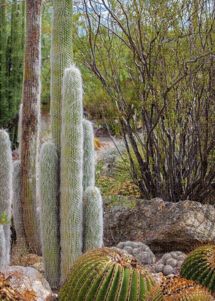 Cacti III - Puzzle