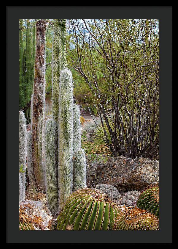 Cacti III - Framed Print