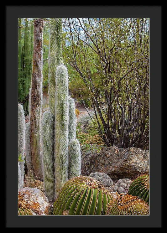 Cacti III - Framed Print