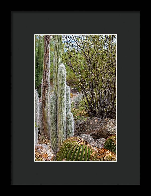 Cacti III - Framed Print
